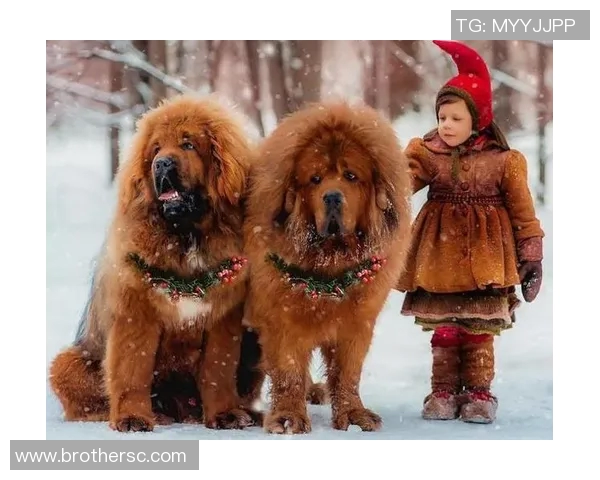 足球明星与他们忠实的狗狗们共同谱写的温馨故事